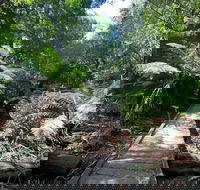 Wirrawilla Rainforest Walk - Accommodation Gladstone