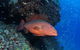 Anchor Bommie Dive Site - thumb 0