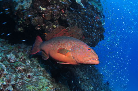 Anchor Bommie Dive Site - Accommodation Gladstone 0