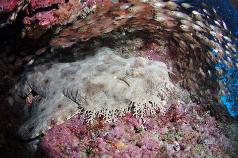 Anchor Bommie Dive Site - Accommodation Gladstone 1