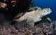 Anchor Bommie Dive Site - thumb 2