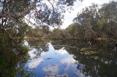 Baldwin Swamp Environmental Park - Accommodation Gladstone 2