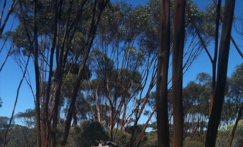 Boorabbin National Park - Accommodation Gladstone 0