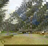 Chaelundi National Park - Accommodation Gladstone