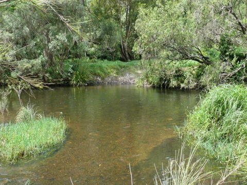 Chaelundi National Park - Accommodation Gladstone 2