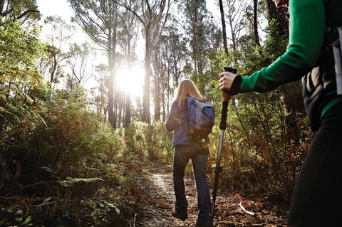 Kinglake National Park - Accommodation Gladstone 0