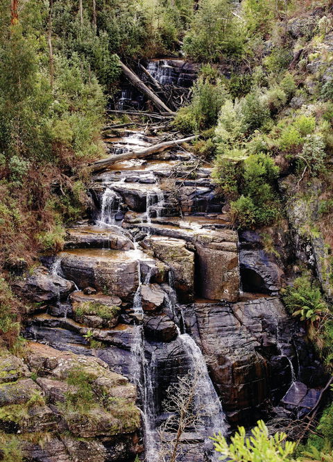 Kinglake National Park - Accommodation Gladstone 1