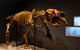 Megafauna Central - thumb 1