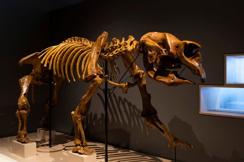 Megafauna Central - Accommodation Gladstone 1