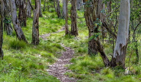 Mount Canobolas State Conservation Area - Accommodation Gladstone 0