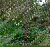 Nature Walking Track - Accommodation Gladstone
