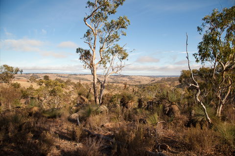 Para Wirra Conservation Park - Accommodation Gladstone 2