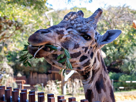 Perth Zoo - Accommodation Gladstone 0