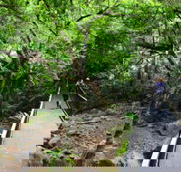 Rainforest Loop Walk Budderoo National Park - Accommodation Gladstone