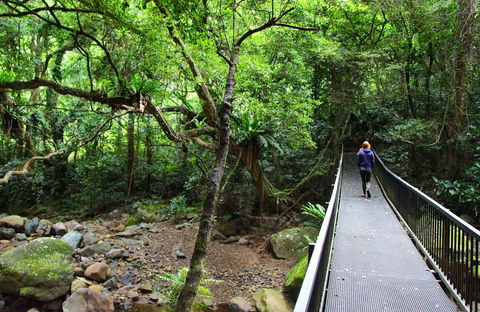 Rainforest Loop Walk, Budderoo National Park - Accommodation Gladstone 0
