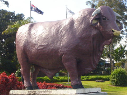 Rockhampton Bull Statues - Accommodation Gladstone 1