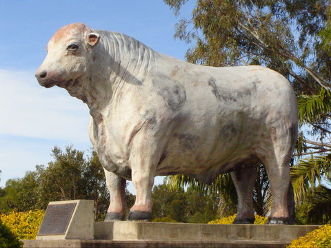 Rockhampton Bull Statues - Accommodation Gladstone 2