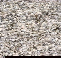 Shell Beach - Accommodation Gladstone