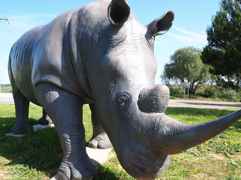 Tailem Bend Rhino Park And Dickson Reserve - Accommodation Gladstone 0