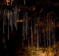 Tamborine Mountain Glow Worm Tours - Accommodation Gladstone