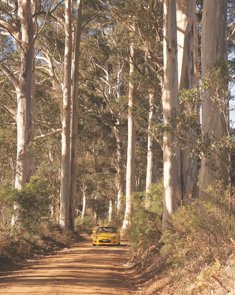 The Great Forest Trees Drive - Accommodation Gladstone 0