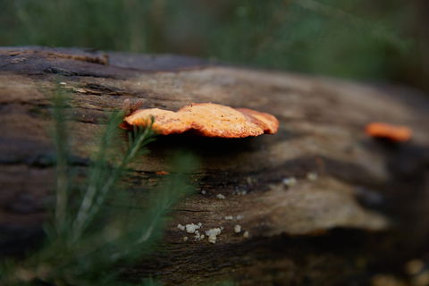 The Briars Park Walking Trails - Accommodation Gladstone 1