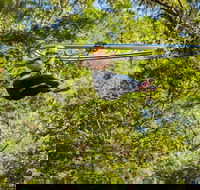 TreeTop Crazy Rider - Accommodation Gladstone