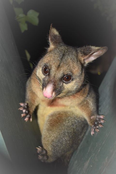 Umpherston Possum Tours - Accommodation Gladstone 1