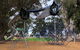 Walk In The Trees, Kadina - thumb 0