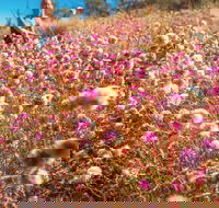 Wineries and Wildflowers - Accommodation Gladstone