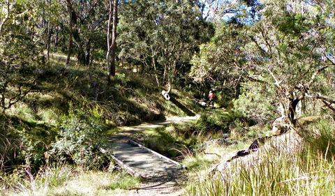 Wollomombi Walking Track - Accommodation Gladstone 0