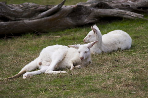 Yarra Valley Nocturnal Zoo - Accommodation Gladstone 0