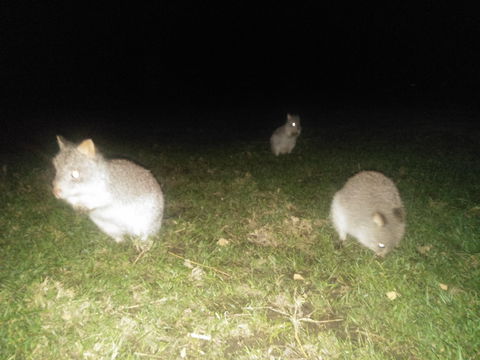 Yarra Valley Nocturnal Zoo - Accommodation Gladstone 2