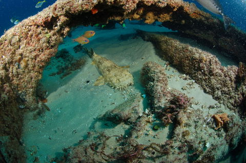 Aarhus Dive Site - Accommodation Gladstone 2
