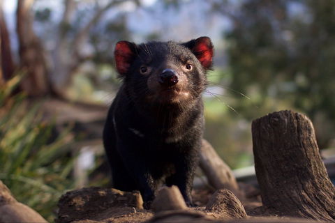 Bonorong Wildlife Sanctuary - Accommodation Gladstone 0