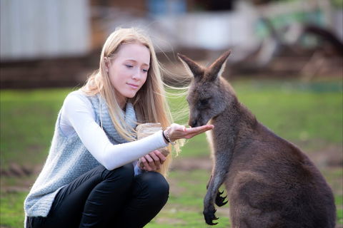 Bonorong Wildlife Sanctuary - Accommodation Gladstone 1
