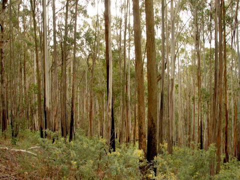 Brindabella National Park - Accommodation Gladstone 1