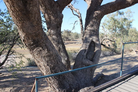 Burke And Wills Dig Tree - Accommodation Gladstone 1