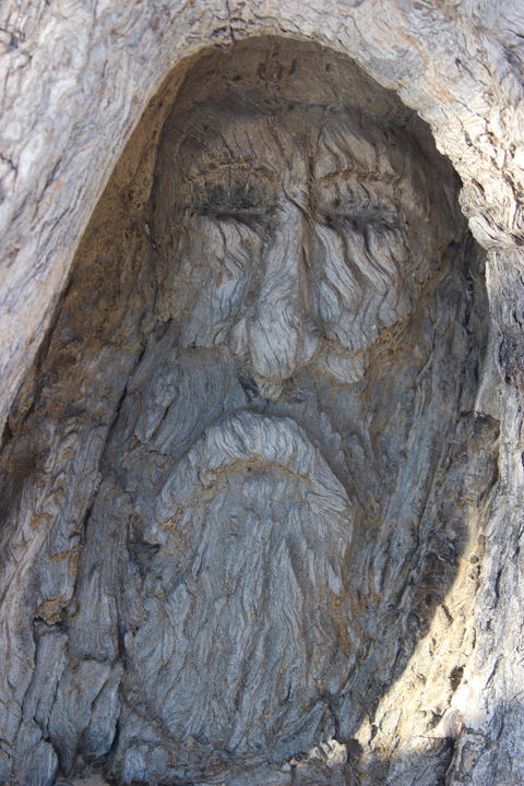 Burke And Wills Dig Tree - Accommodation Gladstone 2
