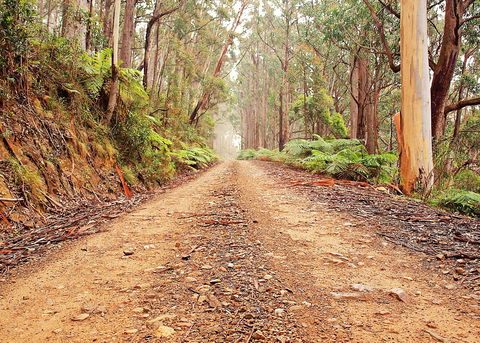 Cycle Mogo State Forest - Accommodation Gladstone 1