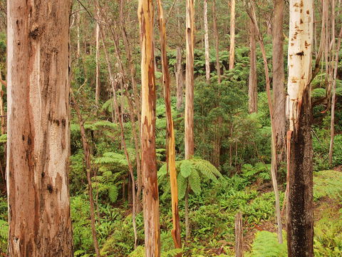 Cycle Mogo State Forest - Accommodation Gladstone 2