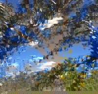 Euroa Arboretum - Accommodation Gladstone
