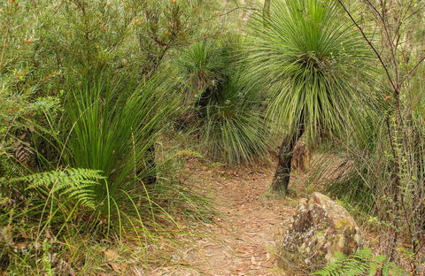 Grass Tree Circuit - Accommodation Gladstone 0