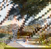 Meningie Walking and Cycling Trails - Accommodation Gladstone