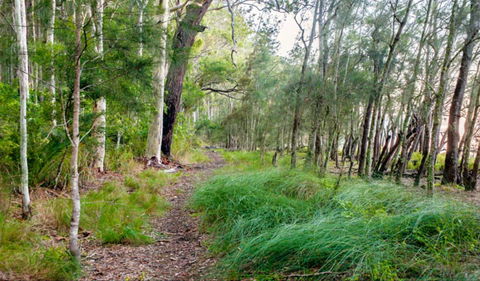 Meroo Lake Walking Track - Accommodation Gladstone 0
