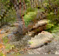 Mount Olive Trail - Accommodation Gladstone