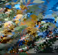 Norseman - Accommodation Gladstone