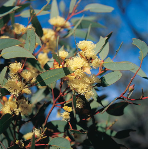 Norseman - Accommodation Gladstone 0