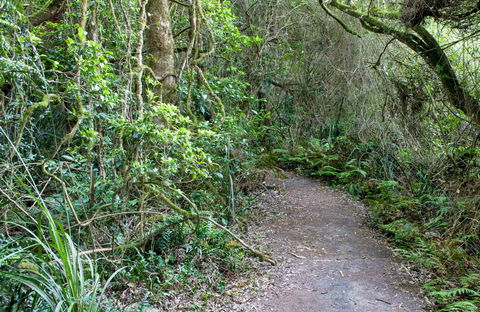 Rainforest Walking Track, Roberston Nature Reserve - Accommodation Gladstone 0