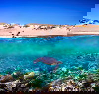 Snorkel the Ningaloo Reef - Accommodation Gladstone